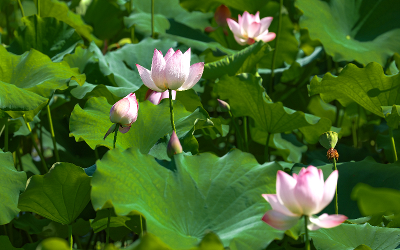 襄陽(yáng)市月亮灣濕地公園里荷花盛開。