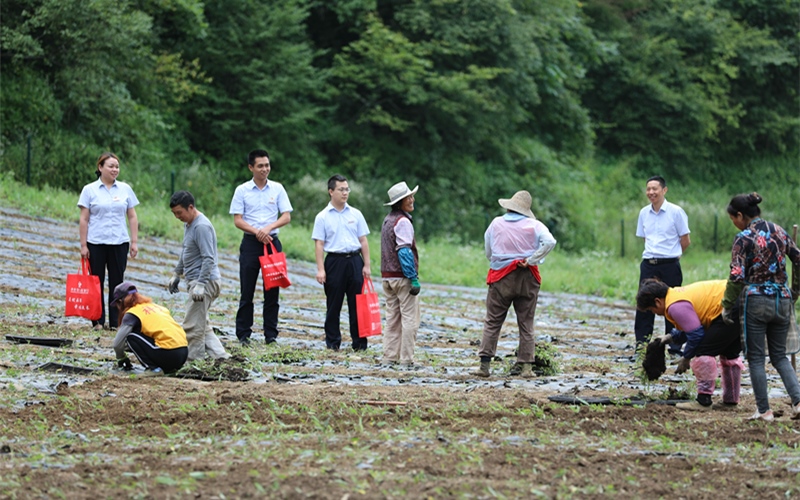 20余名金融村官行走在田間地頭。喻玲攝