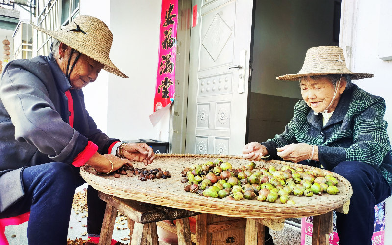 兩位是年逾八旬的老奶奶剝油茶籽。