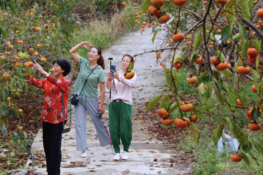 在湖北省恩施州建始縣長(zhǎng)梁鎮(zhèn)，家家戶戶種植的甜柿又一次迎來(lái)了豐收。