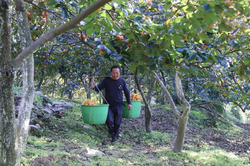 在湖北省恩施州建始縣長梁鎮(zhèn)，家家戶戶種植的甜柿又一次迎來了豐收。