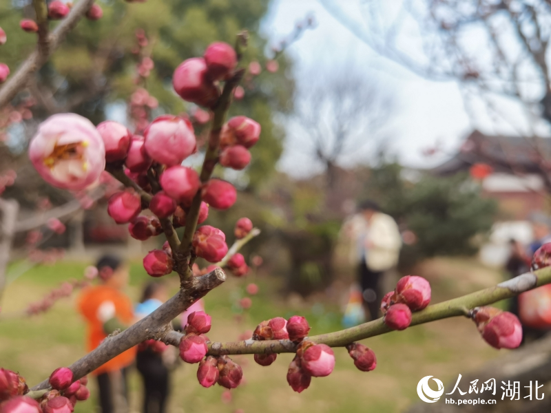 2月1日，武漢市東湖梅園內(nèi)梅花綻放。人民網(wǎng) 肖璐欣攝