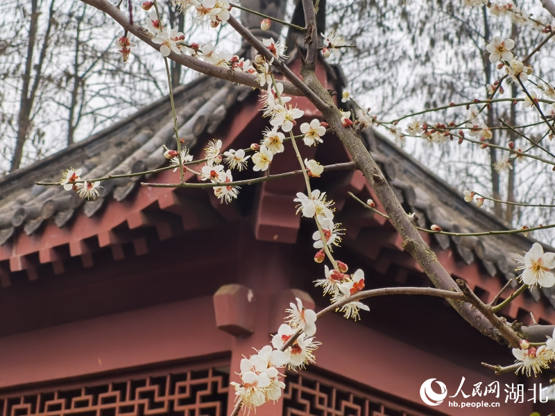 2月1日，武漢市東湖梅園內(nèi)梅花綻放。人民網(wǎng) 肖璐欣攝