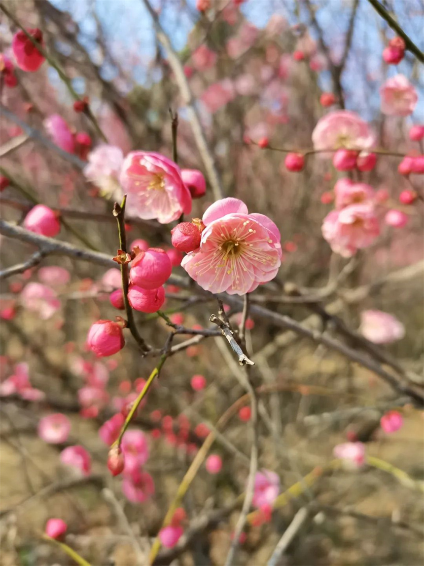 湖北紅安：一河兩岸千株梅花次第開(kāi)放