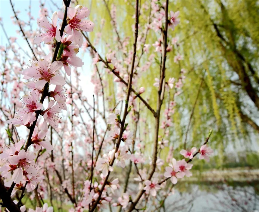 湖北紅安：一河兩岸千株梅花次第開放