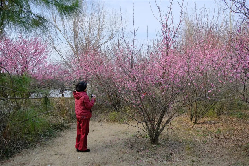 湖北紅安：一河兩岸千株梅花次第開(kāi)放