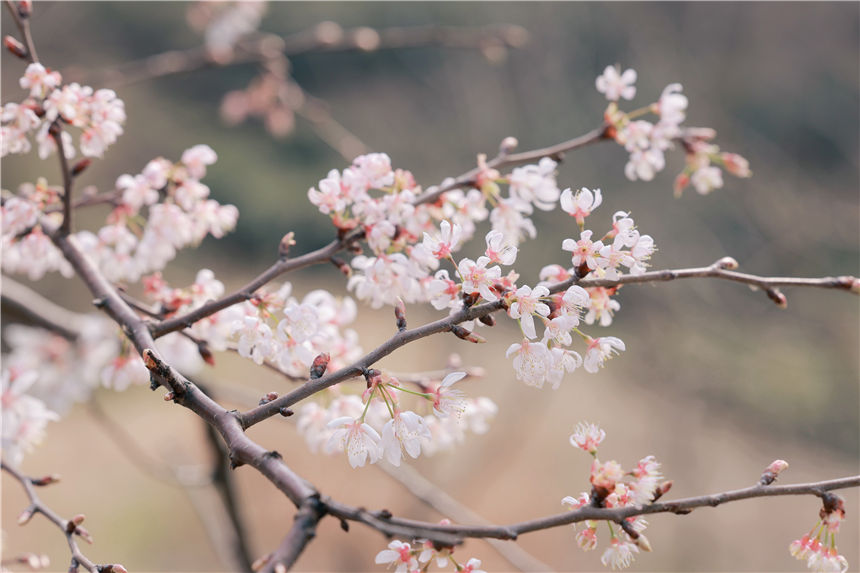 湖北紅安天臺(tái)山萬(wàn)畝野櫻花盛開(kāi)【5】