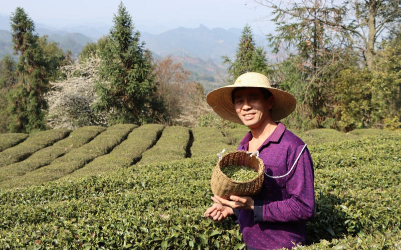 茶農(nóng)采摘的鮮葉。李永攝