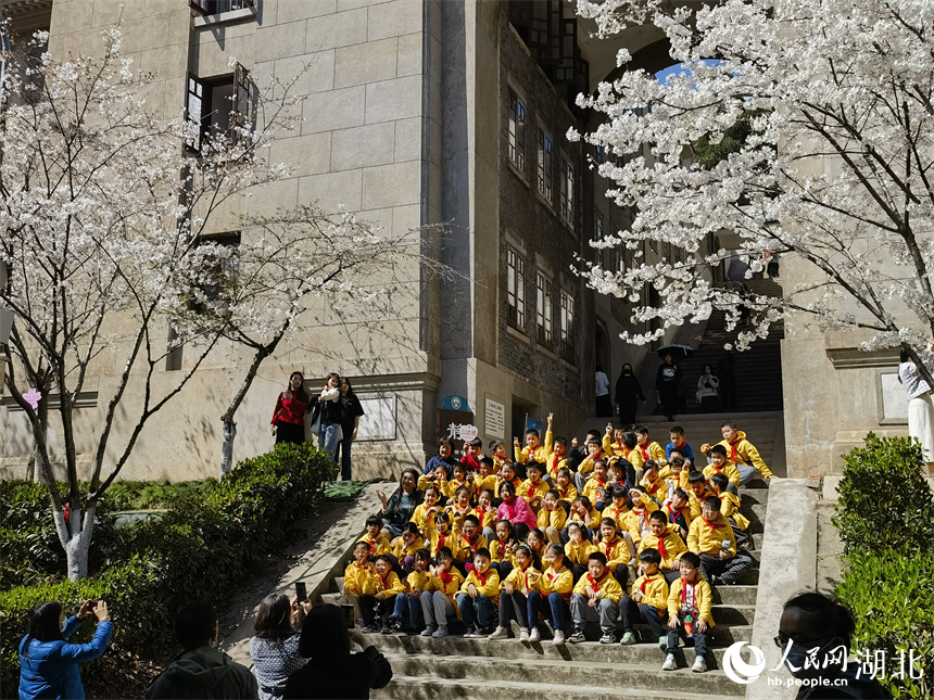 武漢大學櫻花盛放 花開浪漫滿校園