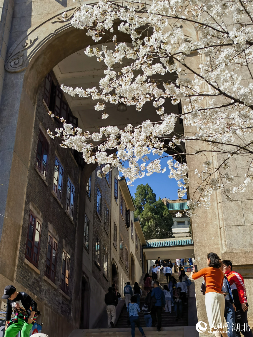 武漢大學(xué)櫻花盛放 花開浪漫滿校園