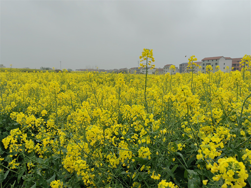 湖北武穴第十屆油菜花節(jié)開幕 43萬畝花海迎客