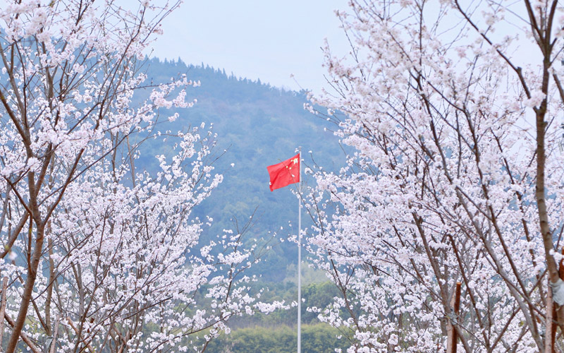 共建櫻花林盛情綻放。