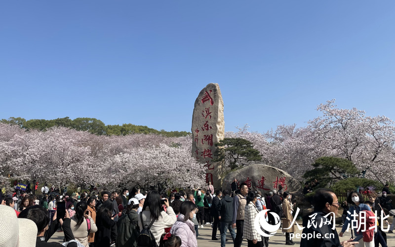 東湖櫻園的游客如潮般涌向粉白色的櫻花花海之中，樂享春光。人民網(wǎng) 張雋攝