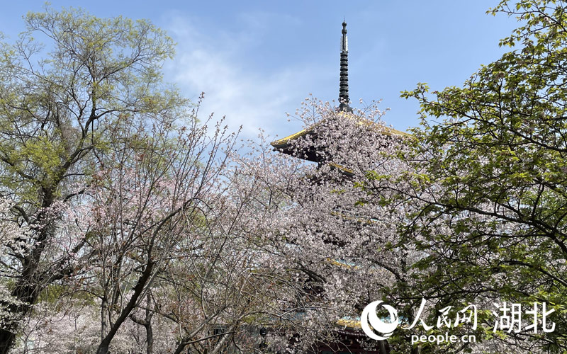 東湖櫻園的游客如潮般涌向粉白色的櫻花花海之中，樂享春光。人民網(wǎng) 張雋攝