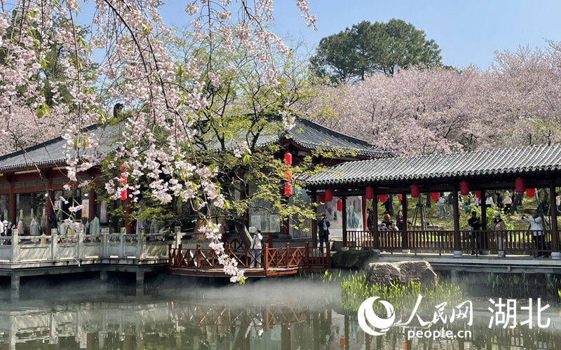 東湖櫻園的游客如潮般涌向粉白色的櫻花花海之中，樂享春光。人民網(wǎng) 張雋攝