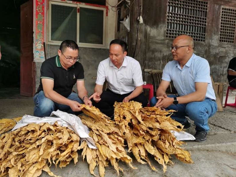 王洪煒（左一）在煙區(qū)查看煙葉烘烤質(zhì)量。恩施州煙草專賣局供圖