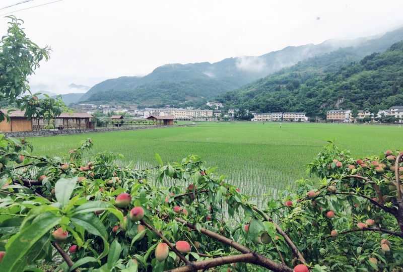 湖北省十堰市鄖西縣關(guān)防鄉(xiāng)農(nóng)耕文旅·田園沙溝“醉”游人。 鄒景根攝