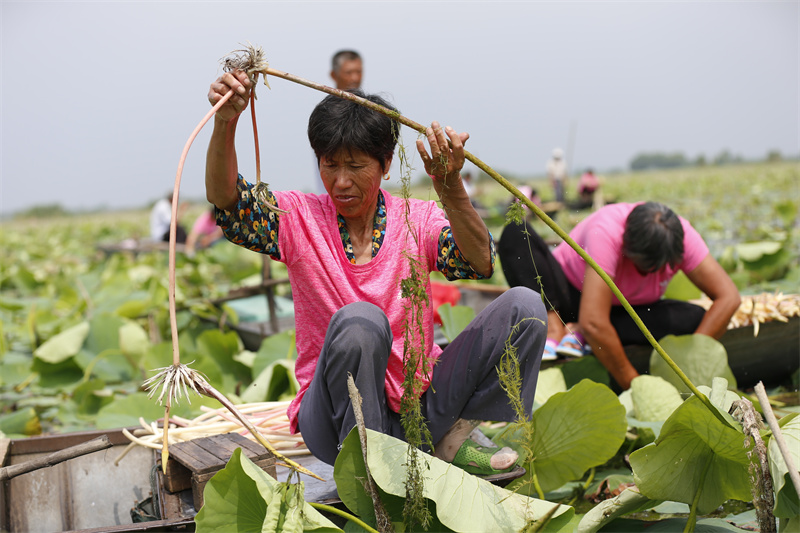 泗洪縣臨淮鎮(zhèn)農(nóng)戶在洪澤湖生態(tài)修復示范段采摘新鮮藕帶。趙軍干 攝