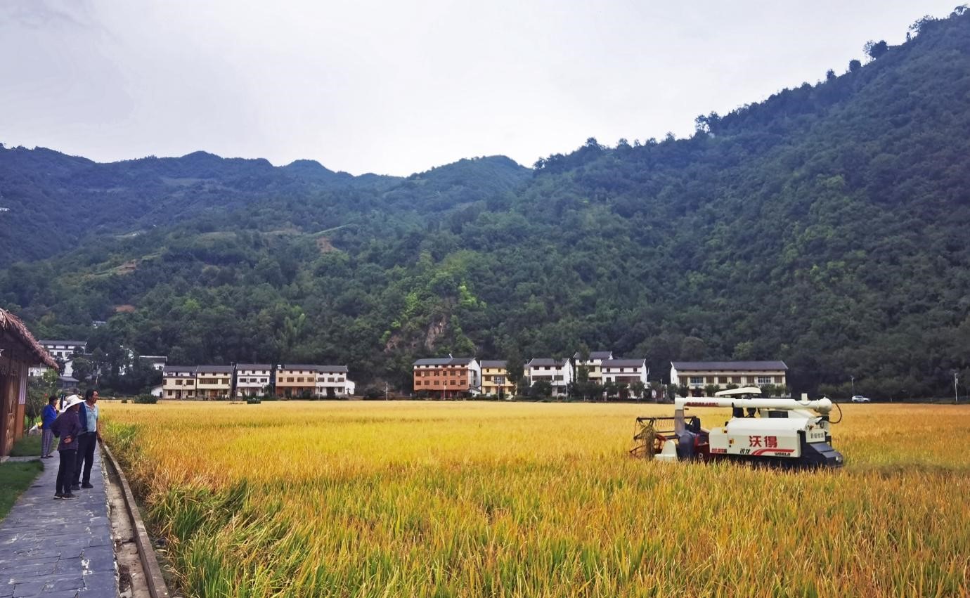 鄖西縣關防鄉(xiāng)沙溝村冷水稻收割場景。鄒景根攝