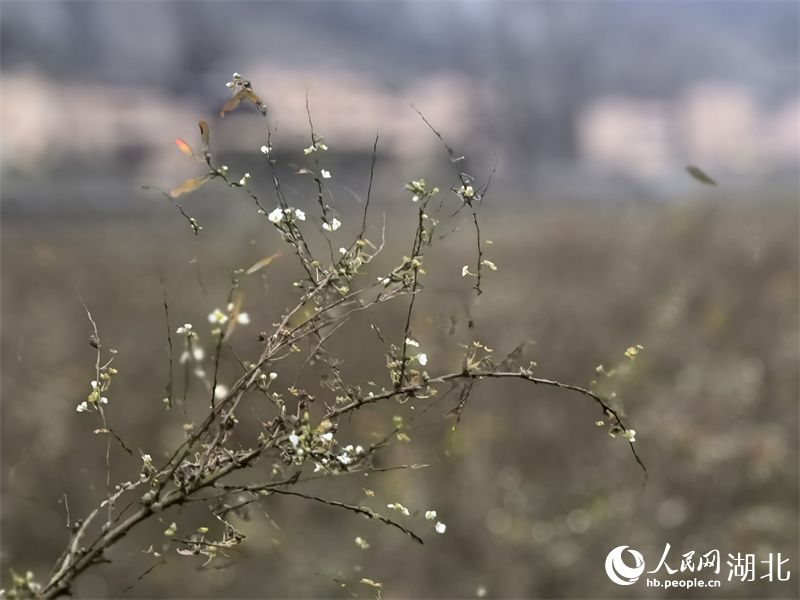 雪柳花開。人民網(wǎng) 周雯攝