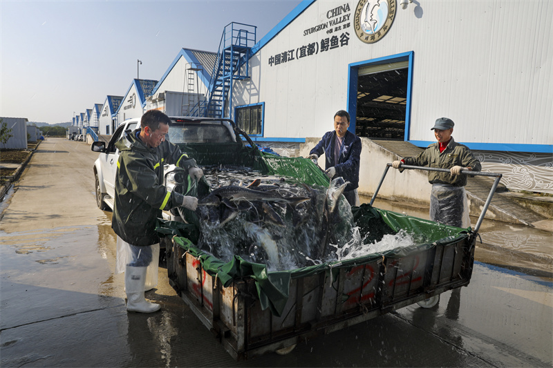 鱘魚谷養(yǎng)殖車間。望作信攝