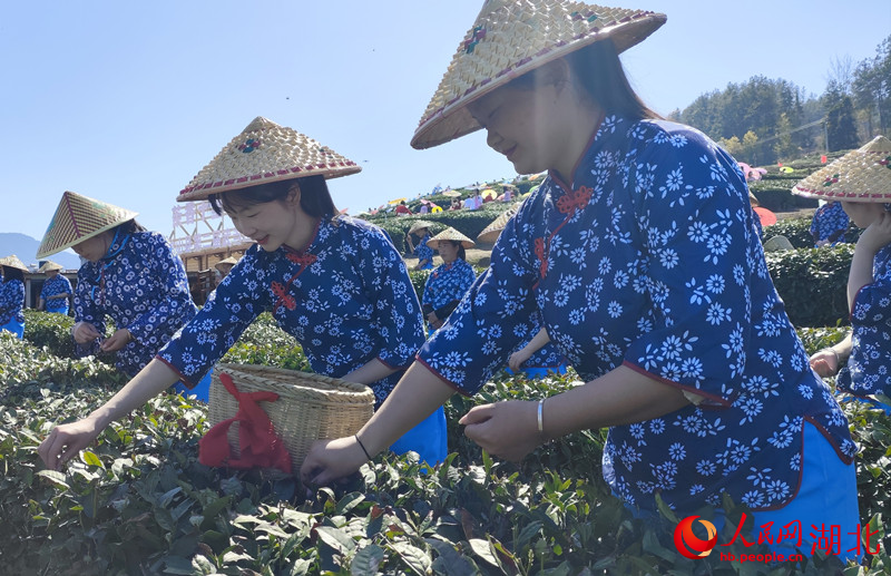 3月29日，湖北省十堰市竹山縣上庸鎮(zhèn)大泉山千畝生態(tài)茶園春茶開(kāi)采。人民網(wǎng) 王郭驥攝