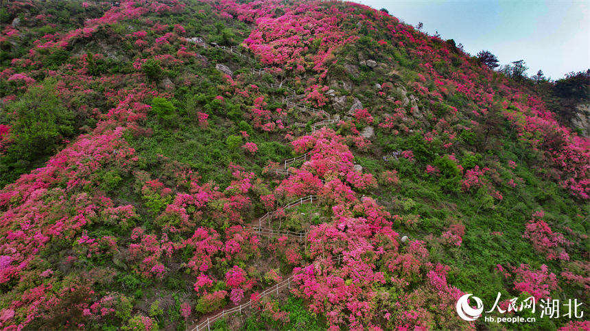 杜鵑花生長(zhǎng)在峭壁上，構(gòu)成景觀獨(dú)特、壯麗的風(fēng)景。人民網(wǎng)記者 周倩文攝