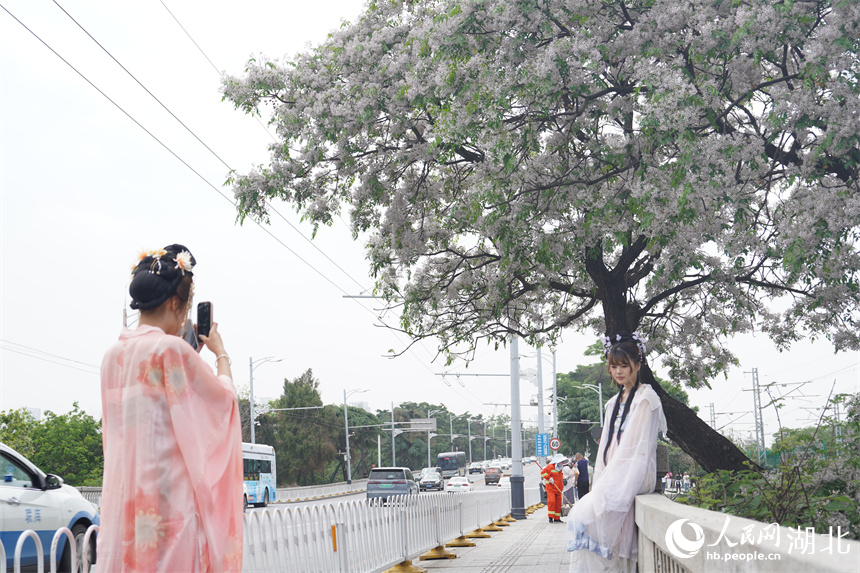 武漢黃鶴樓公園外，繁花盛開，吸引游客穿漢服打卡。人民網(wǎng)記者 王郭驥攝