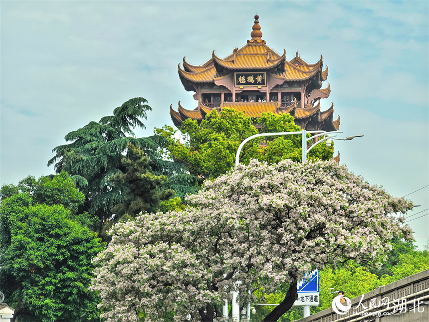 武漢黃鶴樓公園外，繁花盛開。人民網(wǎng)記者 周雯攝