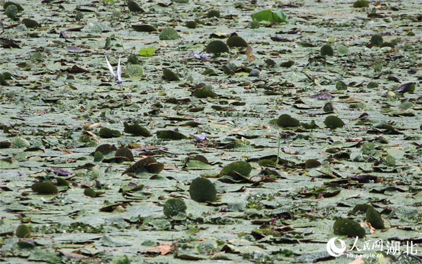 2、湖北孝感老觀湖國家濕地公園，芡實(shí)葉蓋滿湖面，為須浮鷗等夏候鳥提供棲息場所。人民網(wǎng)記者 張沛攝