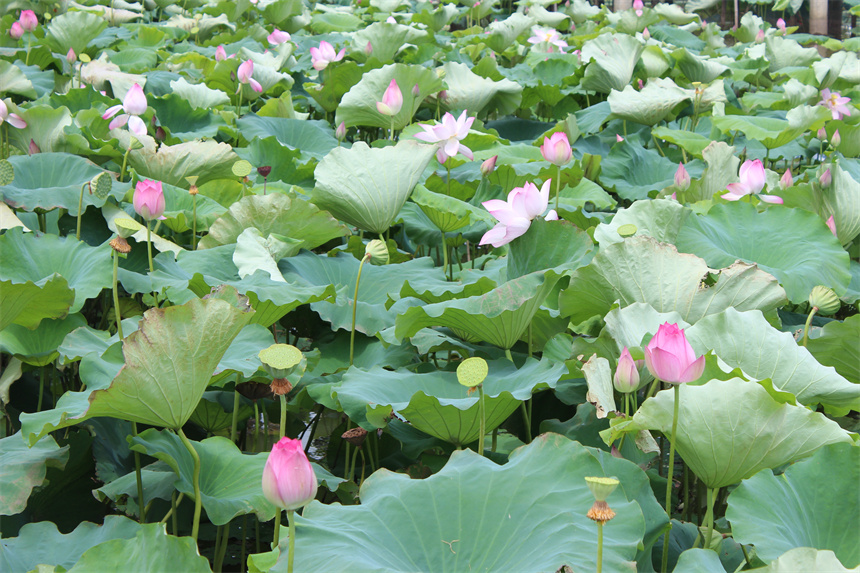 武漢市江夏區(qū)法泗街道，荷花進(jìn)入盛花期。