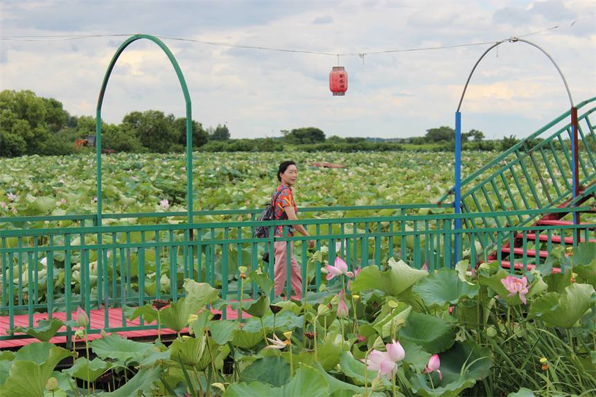 武漢市江夏區(qū)法泗街道鑫農(nóng)湖荷花濕地公園，游客正在賞荷。